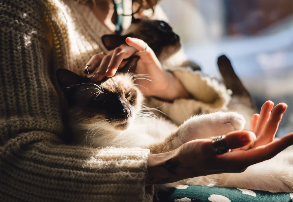 cameras to watch your pets